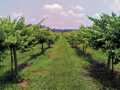 Foster Family Vineyards