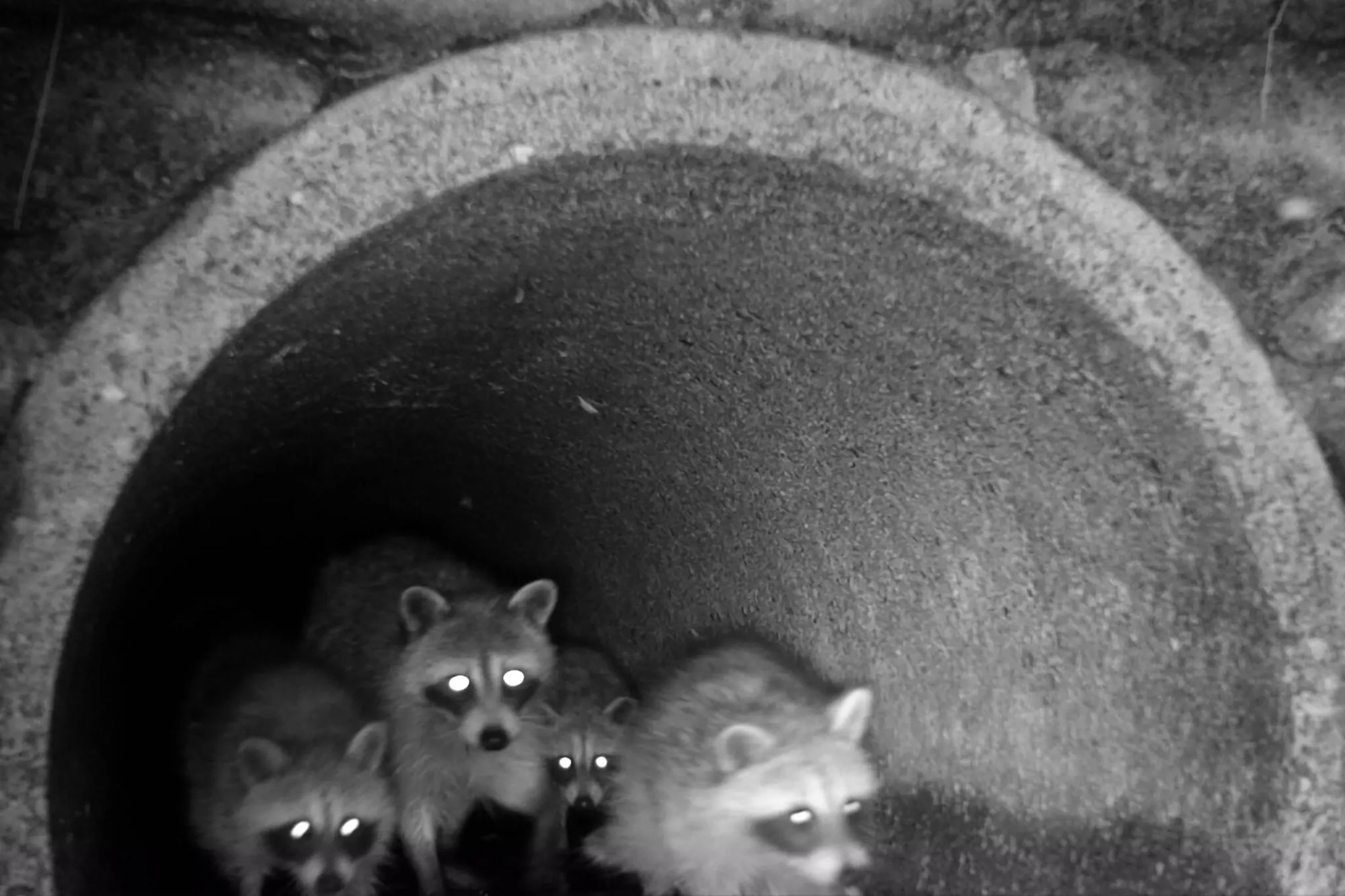 Raccoons in stormwater sewer system