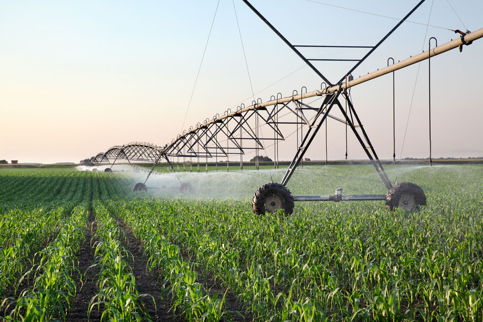 Corn field in spring with irrigation system for water supply, sprinklers sphashing water to plants