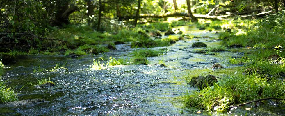 Greenwaltz Springs in Pennsylvania 